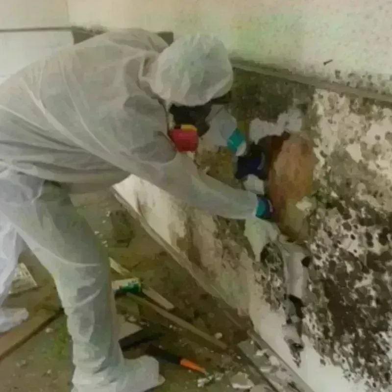 Mold Remediation and Removal in Marysville, OH